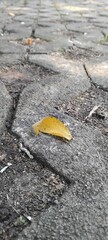 yellow leaf on the ground
