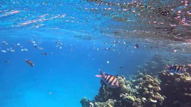 Sea and water surface with the waves, swimming fish  on the reef. Wildlife in the ocean, tropical fish. Snorkeling trip with the school of fish (Indo-Pacific sergeant - Abudefduf vaigiensis).