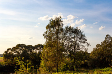 Fototapeta premium Golden light illuminates lush trees against a serene blue sky with wispy clouds. Capturing tranquil countryside beauty and nature's quiet charm