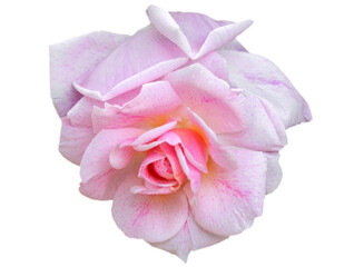 Single pink rose with elegant petals with subtle shades, on white background