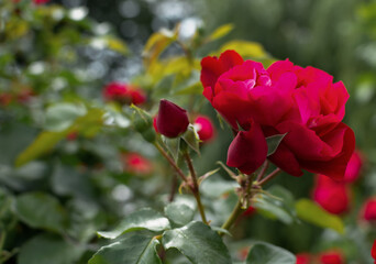 Bright red roses blooming in a sunny garden, showcasing the beauty and elegance of nature.