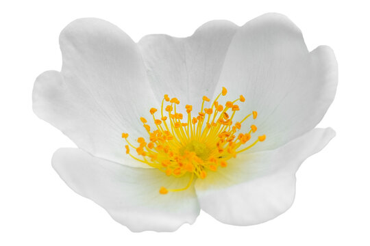 Beautiful white jasmine flower has bright yellow center filled with pollen. Flower isolated on white