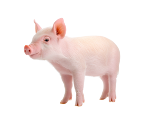 Cheerful Piglet's Pose A delightful piglet, with its innocent charm and playful nature, stands poised. Its pink skin glows, with the image evoking feelings of warmth and tenderness. 