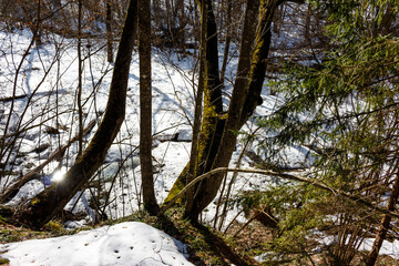 Snowy ravine slope, majestic trees, glistening stream. Sunbeams break through winter's embrace, hinting at spring's vibrant awakening. Nature's gentle transition