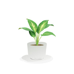 Potted Aglaonema Chinese Evergreen Houseplant Vector Isolated on White