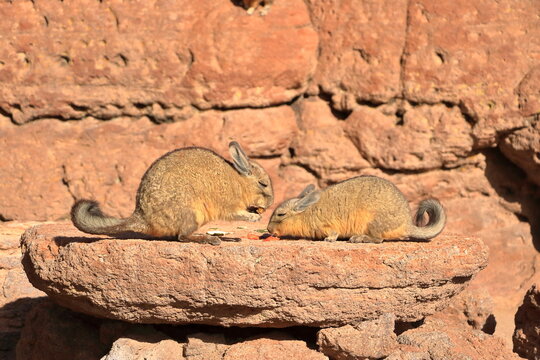 Chinchilla's rock, Roca de viscachas, Cute viscacha in the High Andean Plateau desert, Bolivia