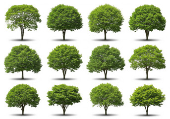 Fototapeta premium Collection of green tree illustrations various shapes and sizes isolated on a white background