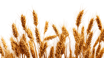 Golden wheat field at sunrise with ripe grain ready for harvest under a blue summer sky