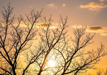 Obraz premium Silhouette of tree branches against a golden sunset sky backdrop