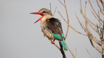 Woodland Kingfisher ruft auf Ast