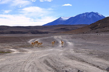 Obraz premium Wild vicunas in Bolivia, South America