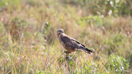 Steppenbussard im Grasland