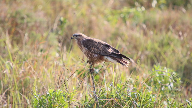 Steppen Buzzard auf Ansitz