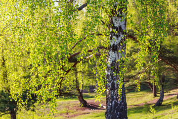 Vibrant spring birch tree with sun-kissed fresh green leaves, symbolizing renewal and nature's awakening. Peaceful forest backdrop offers serene beauty