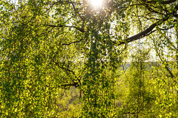 Vibrant spring birch leaves bask in golden sunlight, creating a fresh, hopeful nature scene. Delicate foliage shimmers, evoking renewal and gentle warmth