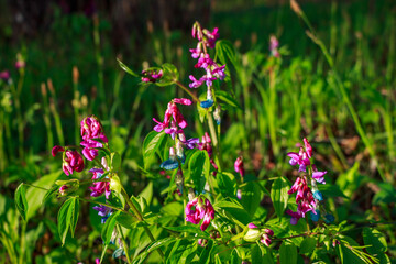 Dainty purple and blue spring pea blooms (Lathyrus vernus) pop against lush green foliage, a charming wildflower scene celebrating fresh growth