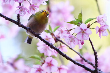 河津桜の枝にとまるメジロ