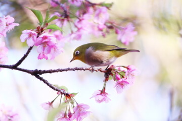 河津桜の枝にとまるメジロ