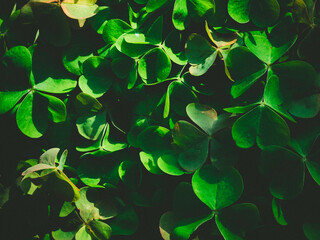Foglie di trifoglio verde alla luce del sole, simbolo di fortuna, natura e speranza