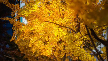 A beautiful autumn city, the sun shining on the golden ginkgo branches.