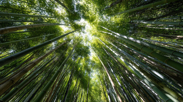 Looking up through a dense bamboo forest towards a bright sky overhead
