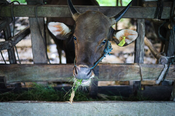 Close Up Captivating Brown Cow Eating Grass in Rustic Wooden Barn