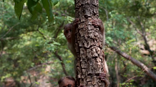 Monkeys climbing the tree see the tourists. Tilt 4K