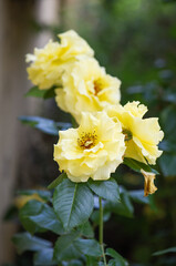 Blühende gelbe Rosen im Vorgarten