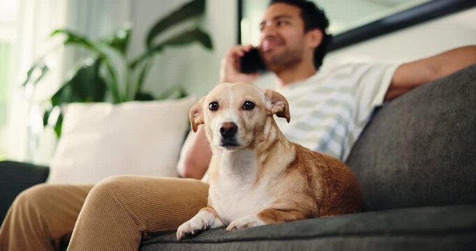 Phone call, portrait and man with dog on sofa in home for resting, relax and bonding on weekend. Loyalty, happy and person on smartphone for pet insurance, adoption and connection in living room