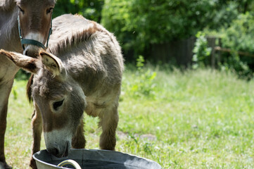 Durstiger Esel an der Wasserstelle