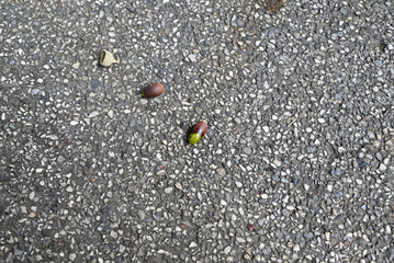 Details of dying european hornet. Vespa crabro lying on concrete street. Details and Close-up of floor and insect. One sees the wings, the abdomen, the tentacle, the eyes.