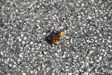 Details of dying european hornet. Vespa crabro lying on concrete street. Details and Close-up of floor and insect. One sees the wings, the abdomen, the tentacle, the eyes.