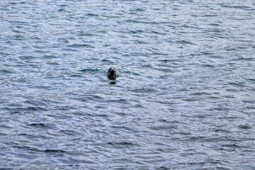 seal looking from the sea to the hikers at the Faroe Islands, Denmark