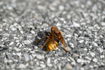Details of dying european hornet. Vespa crabro lying on concrete street. Details and Close-up of floor and insect. One sees the wings, the abdomen, the tentacle, the eyes.