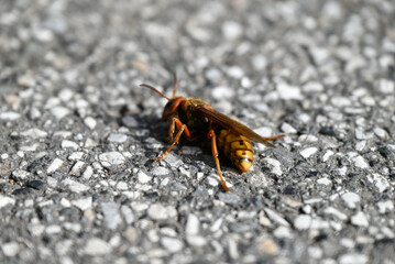 Details of dying european hornet. Vespa crabro lying on concrete street. Details and Close-up of floor and insect. One sees the wings, the abdomen, the tentacle, the eyes.