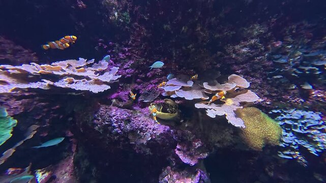 Poissons clown et poisson chirurgien dans son r&eacute;cif naturel ou aquarium