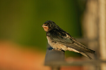 Barn Swallow (Hirundo rustica) young bird close up on balcony railing, Lleida, Spain