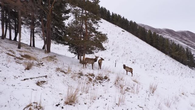 Aerial view of a maral deer herd on a snowy mountain slope in Kazakhstan