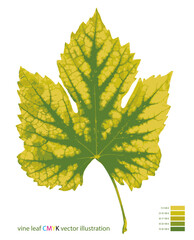 vector illustration of the vine leaf in five CMYK colors