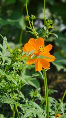 orange zinnia flower, Sulfur Cosmos, Cosmos sulphureus.
