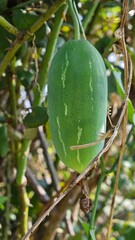 green ivy gourd, bitter melons. 