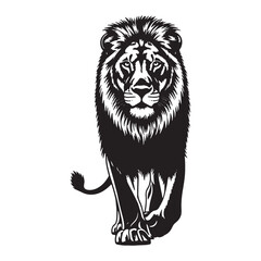 Lion walking isolated on white background