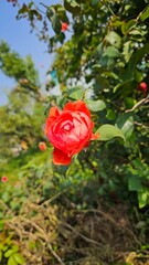 Orange rose in the garden