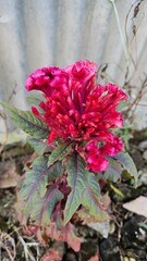 red and yellow flower.
