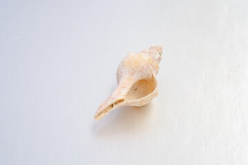 A high-angle view of a single, pale gastropod mollusk shell, showing its aperture and spire. The spiral shell rests on a plain white surface.