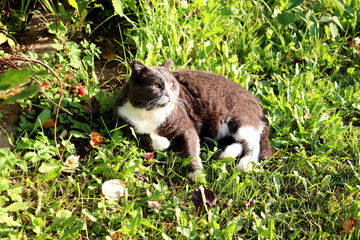 A gray cat lies on the grass, looking wide-eyed and surprised in an autumn garden on a sunny day - color horizontal photo, close-up