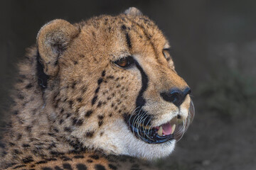 portrait of cheetah