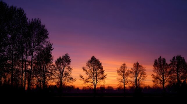 Silhouette of trees against a vibrant purple and orange sunset sky