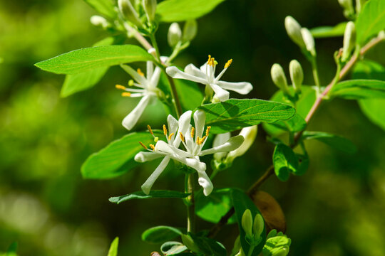 Lonicera insularis, the Ulleungdo honeysuckle, a deciduous shrub native to Ulleungdo and Dokdo islands in Korea, featuring white to yellow flowers and red berries. Photographed in Korea.