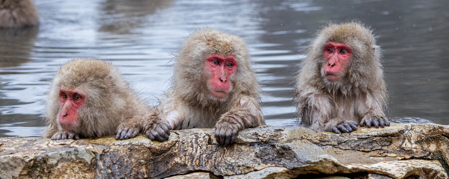 Portrait of the snow monkeys in mountains of Yudanaka in Japan
